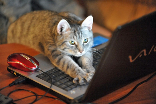 Gaming-cat-computer-cats.jpg
