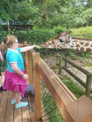 little girl feeding a giraffe green leaf