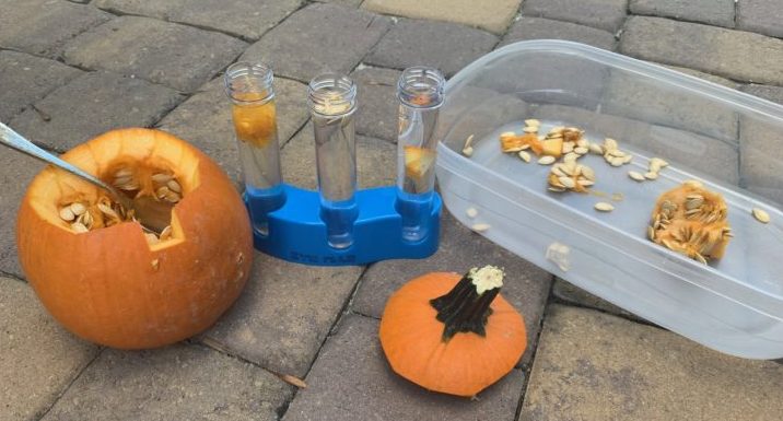 open pumpkin with test tubes and tray