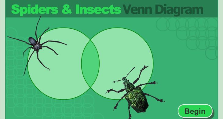 1st grade science learning activity insects and spiders learning venn diagram first grade