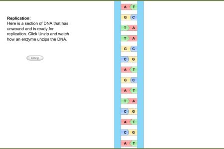 High School Science: DNA Replication