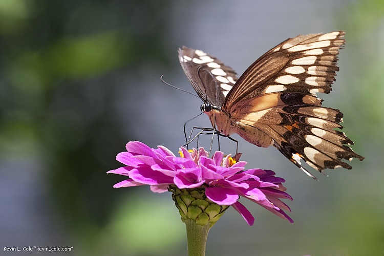 Learn About Butterflies Day