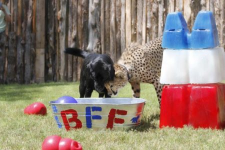 Dallas Zoo Dog and Cheetah