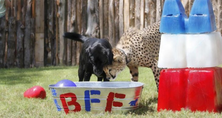 Dallas Zoo Dog and Cheetah