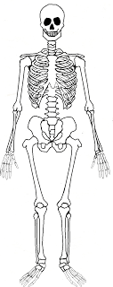 skeleton