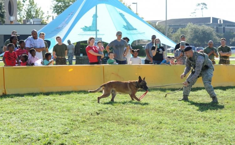 event with dog training