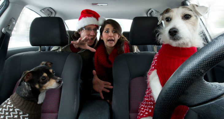 posed photo of pets driving a car with people in backseat