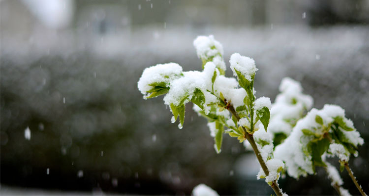 Effect of winters on plants; its tips to prevent