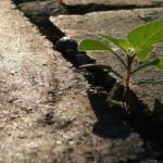 How to Develop a Growth Mindset for Homeschooling Your Kids