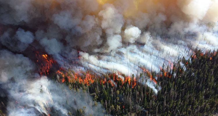 Everything You Should Know About Wicked Wildfires Faster Learning Facts 
