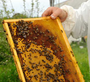 Bees making honey