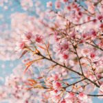 cherry blossoms