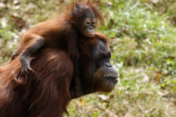 Sumatran Orangutan