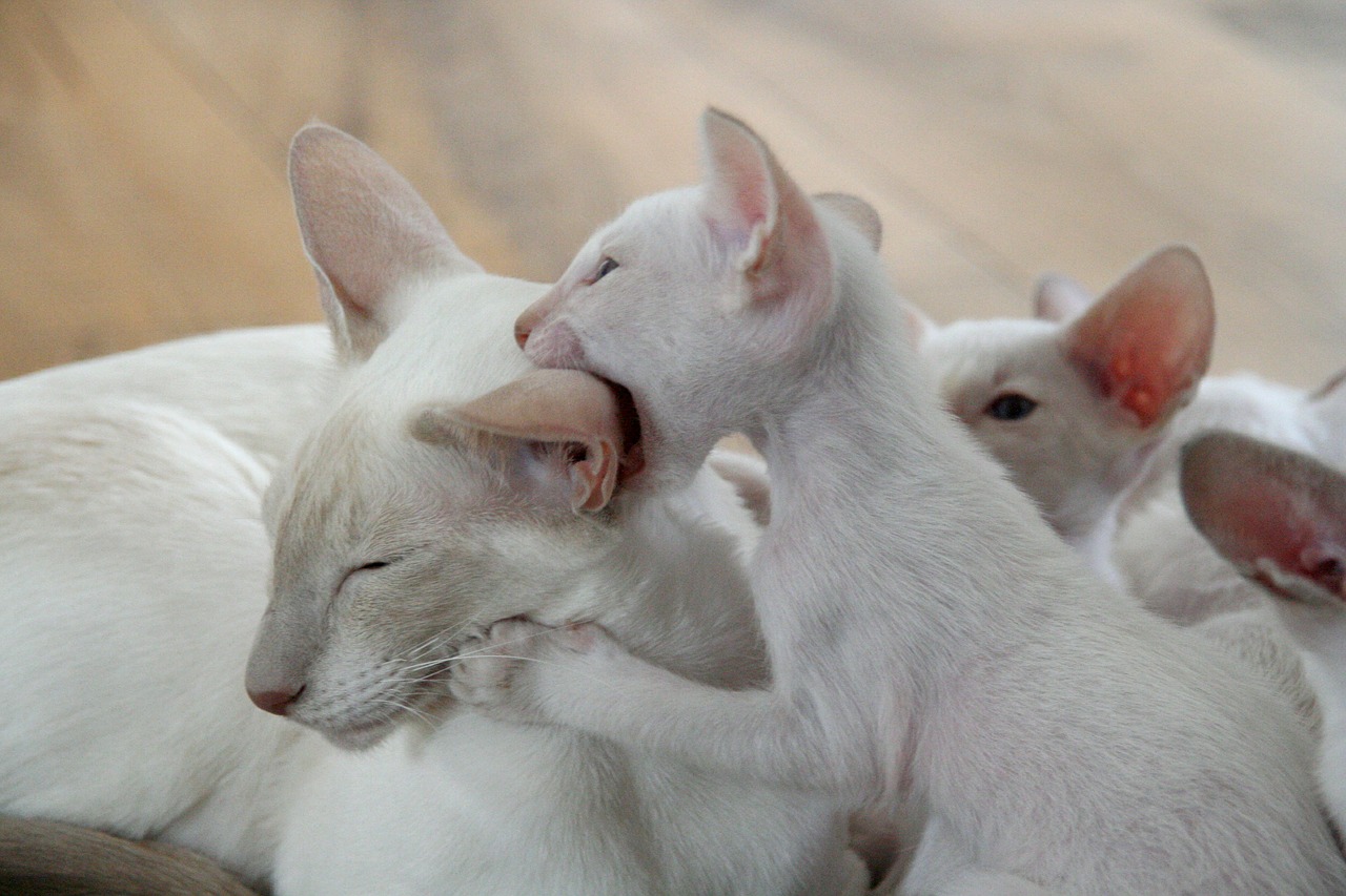kitten biting mother cat