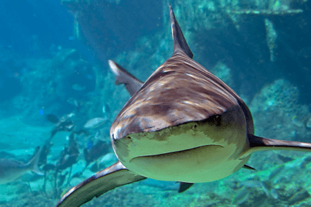 shark