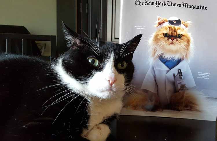 Cat in front of NYT Magazine with Cat photo