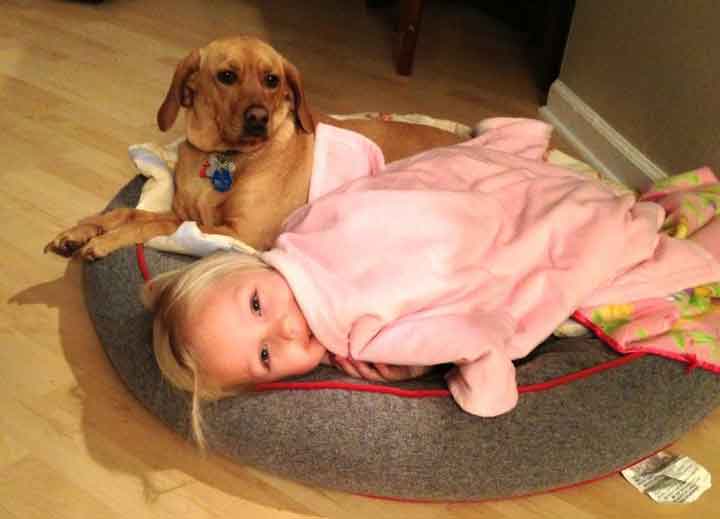 Dog looking at child in dog bed