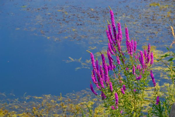 purple flowers growing by a lake