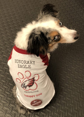 dog wearing Eagle T-shirt