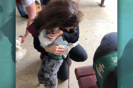 therapy dog