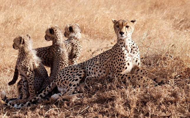 Mother cheetah with three cubs