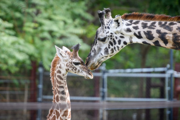 giraffe mom and baby