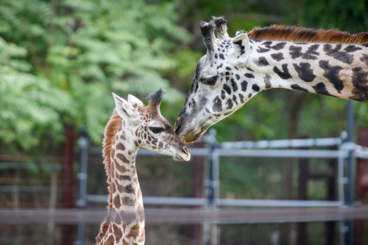 6 of the Best Animal Mothers and Why They Are Amazing - Learning Liftoff
