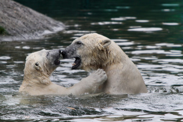 two polar bears in the water