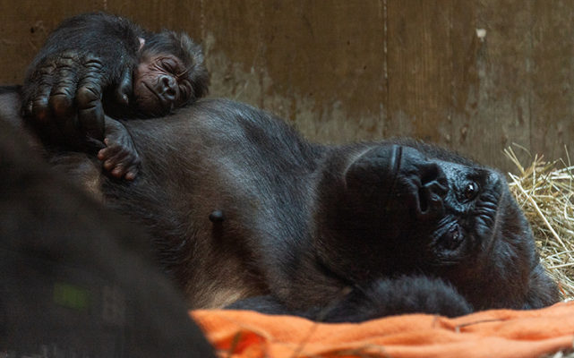 gorilla mom and baby
