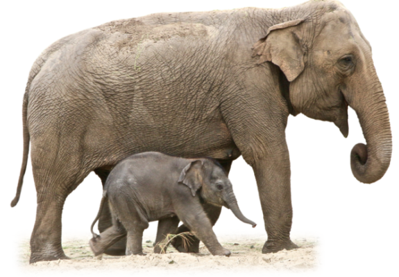 Adult and baby elephant walking