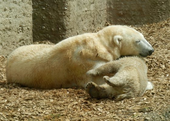 polar bear sleeping on cub