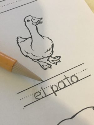 Picture of a duck with Spanish translation